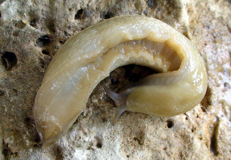 Limax grigio + Limax aldrovandi Moquin-Tandon 1855 degli Apuane